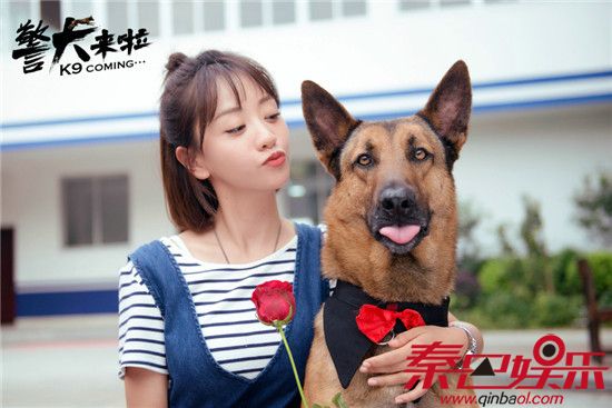 警犬来啦何木棉结局剧情介绍 电视剧梁粤何木棉最后在一起