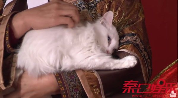 孙俪领养的《甄嬛传》中的白色猫咪。